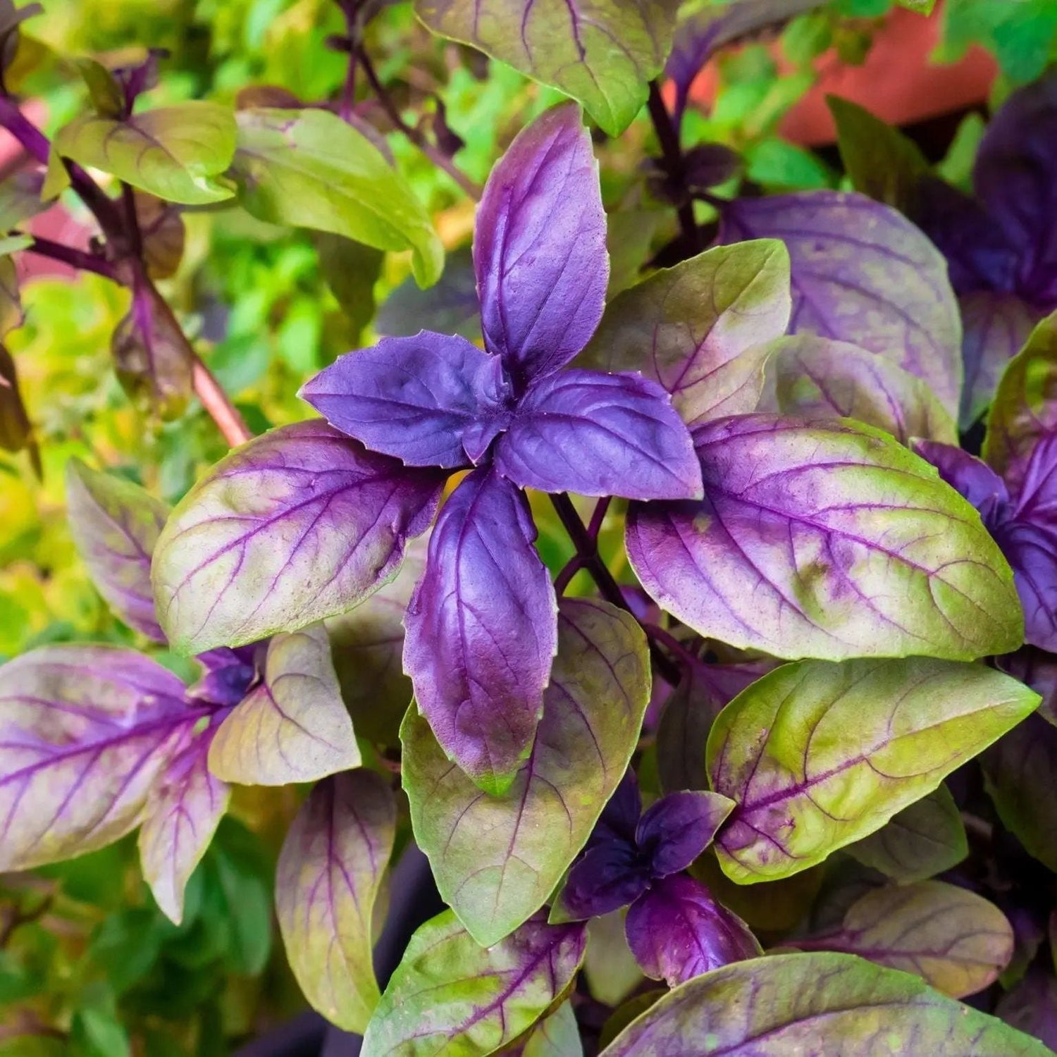 Basil Seeds - Red Rubin - Alliance of Native Seedkeepers - Herb Seeds