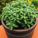 Basil Seeds - Spicy Globe - Alliance of Native Seedkeepers -