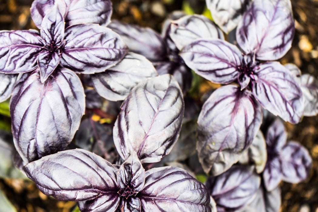 Basil Seeds - Sweet Amethyst Improved - Alliance of Native Seedkeepers - Basil
