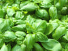 Basil Seeds - Sweet Genovese - Alliance of Native Seedkeepers - Basil