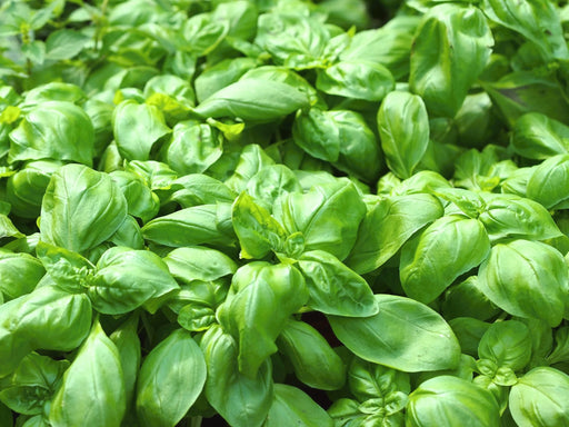 Basil Seeds - Sweet Genovese - Alliance of Native Seedkeepers - Basil