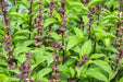 Basil Seeds - Sweet Thai - Alliance of Native Seedkeepers - 4. All Herbs