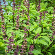 Basil Seeds - Sweet Thai - Alliance of Native Seedkeepers - Herb Seeds