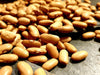 Bean Seeds - Arikara Yellow Bean - Alliance of Native Seedkeepers - Beans