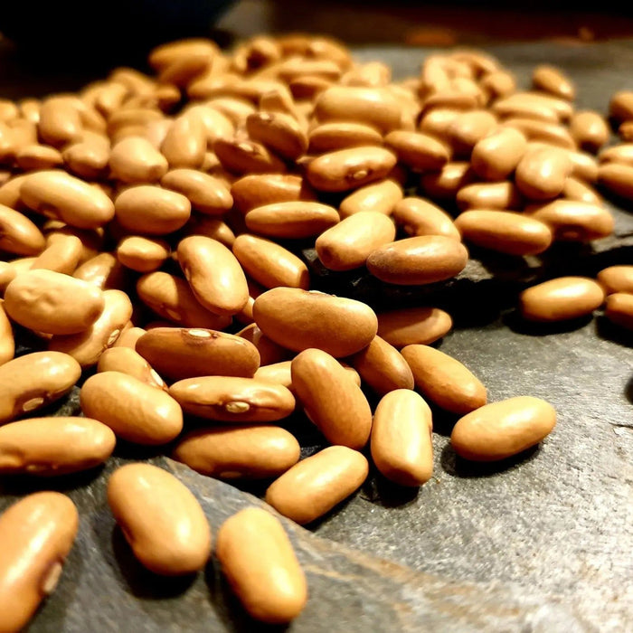 Bean Seeds - Arikara Yellow Bean - Alliance of Native Seedkeepers - Beans