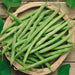 Bean Seeds - Bush - Blue Lake 274 - Alliance of Native Seedkeepers -