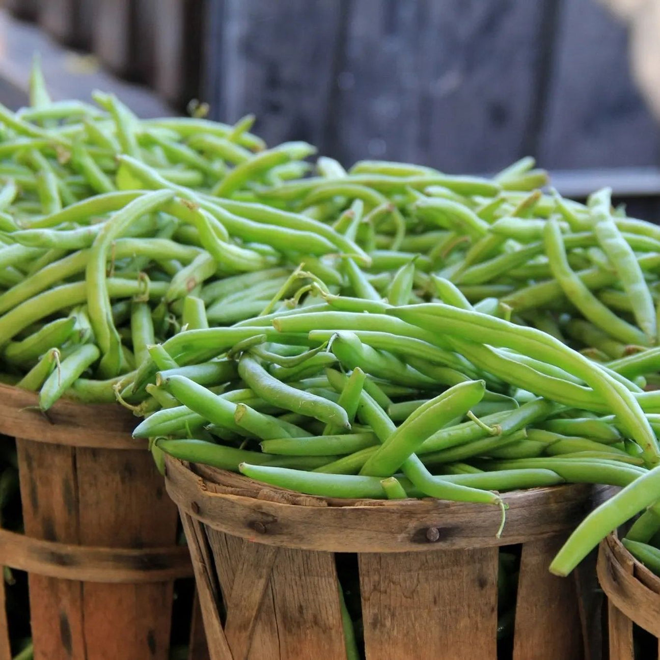 Bean Seeds - Bush - Contender, Bluff Valentine Bean - Alliance of Native Seedkeepers - Vegetable Seeds