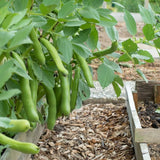 Bean Seeds - Bush - Fava - Broad Windsor - Alliance of Native Seedkeepers - Vegetable Seeds