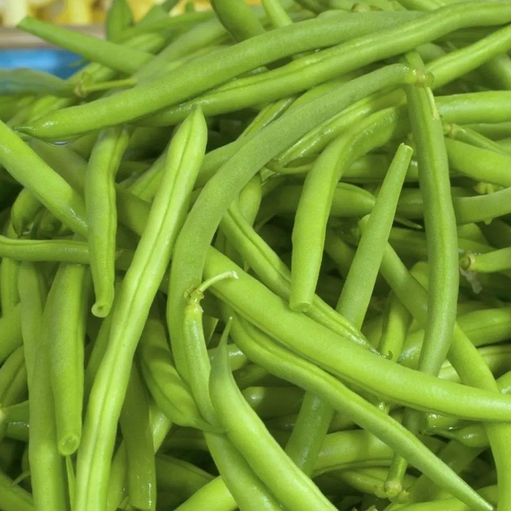 Bean Seeds - Bush - Jade Bush - Alliance of Native Seedkeepers - Vegetable Seeds