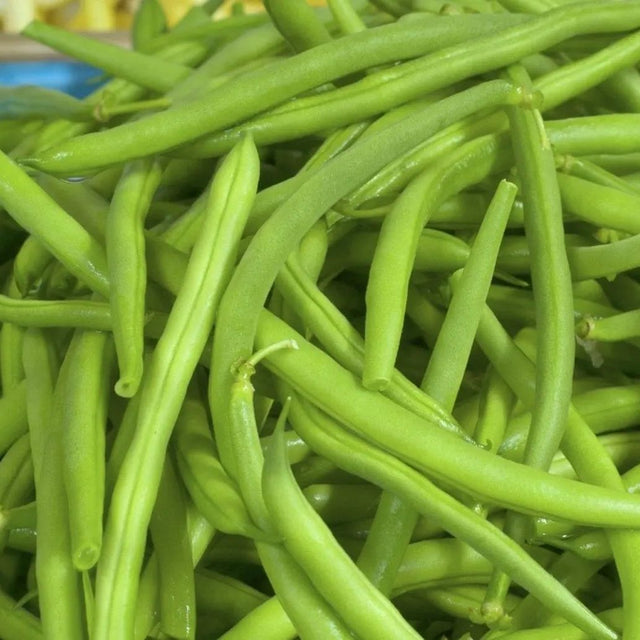 Bean Seeds - Bush - Jade Bush - Alliance of Native Seedkeepers - Vegetable Seeds