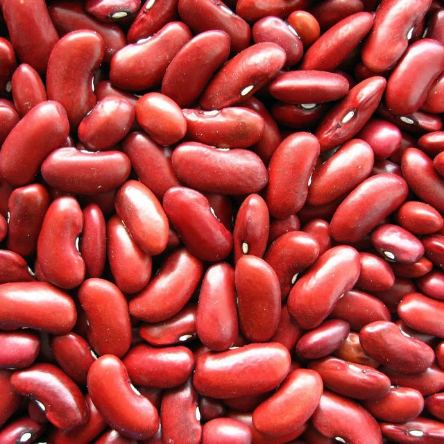 Bean Seeds - Bush - Light Red Kidney - Alliance of Native Seedkeepers - Vegetable Seeds