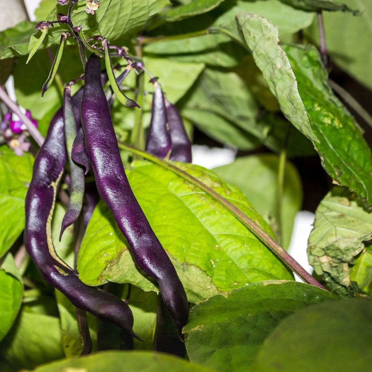 Bean Seeds - Bush - Royalty Purple Pod - Alliance of Native Seedkeepers - Vegetable Seeds