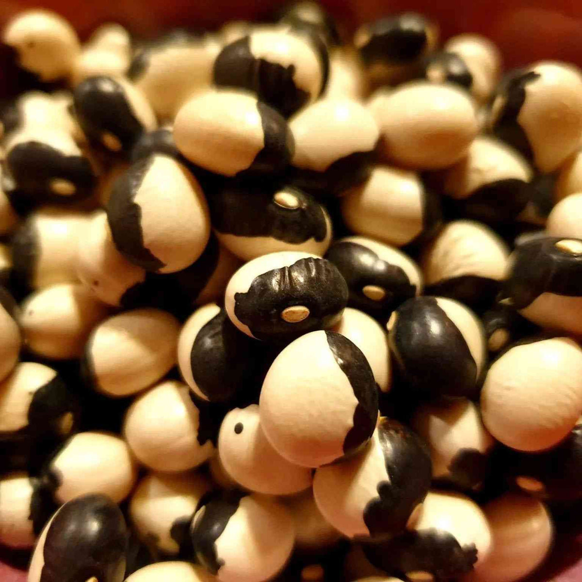 Light Goldenrod Bean Seeds - Bush - Calypso / Ying-Yang Beans Alliance Of Native Seedkeepers Vegetable Seeds