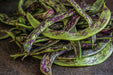 Bean Seeds - Dragon’s Tongue - Alliance of Native Seedkeepers - Beans