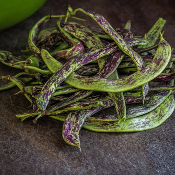 Bean Seeds - Dragon’s Tongue - Alliance of Native Seedkeepers - Beans