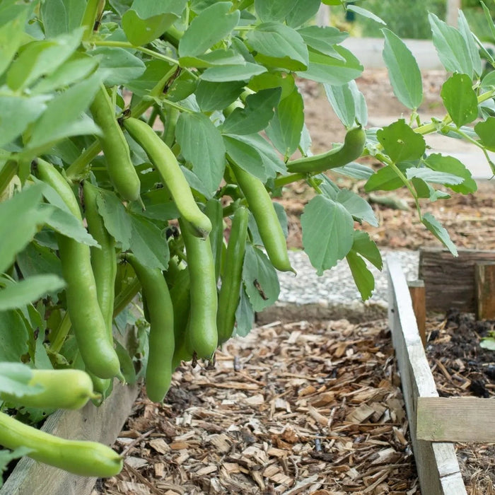 Bean Seeds - Fava - Broad Windsor - Alliance of Native Seedkeepers - 5. Legumes