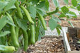 Bean Seeds - Fava - Broad Windsor - Alliance of Native Seedkeepers - 5. Legumes