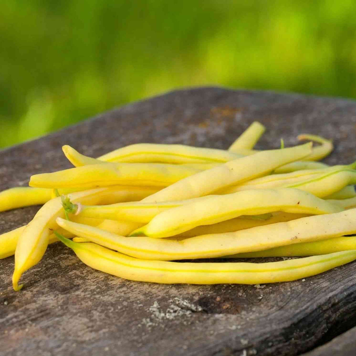 Dark Olive Green Bean Seeds - Bush - Golden Wax Beans Alliance Of Native Seedkeepers Vegetable Seeds