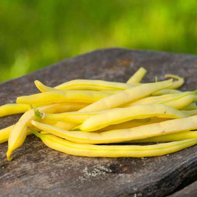 Dark Olive Green Bean Seeds - Bush - Golden Wax Beans Alliance Of Native Seedkeepers Vegetable Seeds