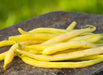 Bean Seeds - Golden Wax - Alliance of Native Seedkeepers - Beans