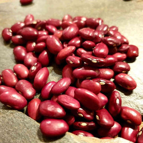 Brown Bean Seeds - Bush - Hidatsa Red Bean Alliance Of Native Seedkeepers Vegetable Seeds