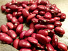 Bean Seeds - Hidatsa Red - Alliance of Native Seedkeepers - Beans