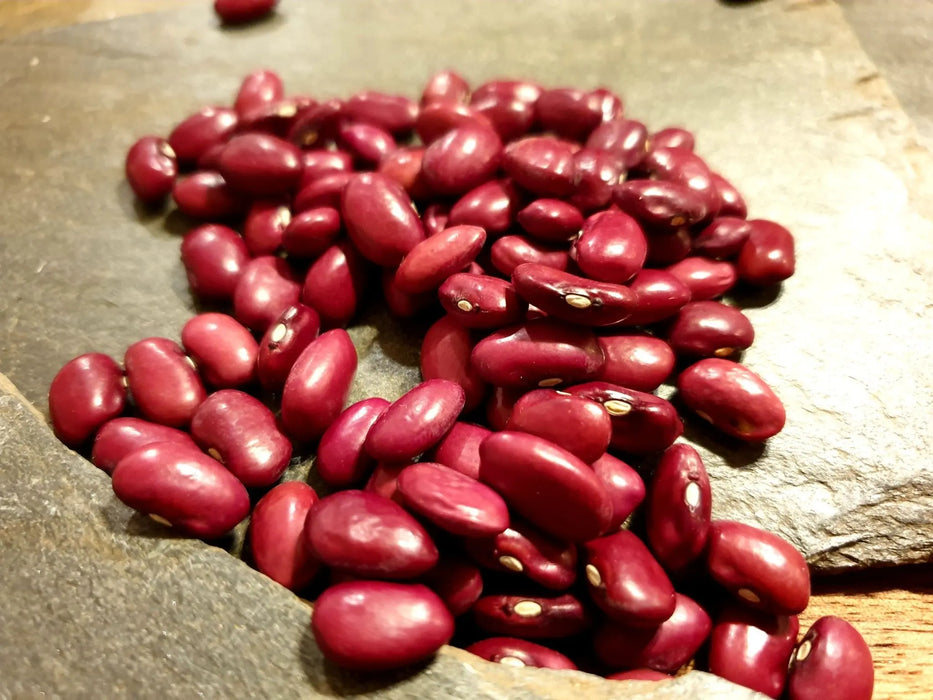 Bean Seeds - Hidatsa Red - Alliance of Native Seedkeepers - Beans