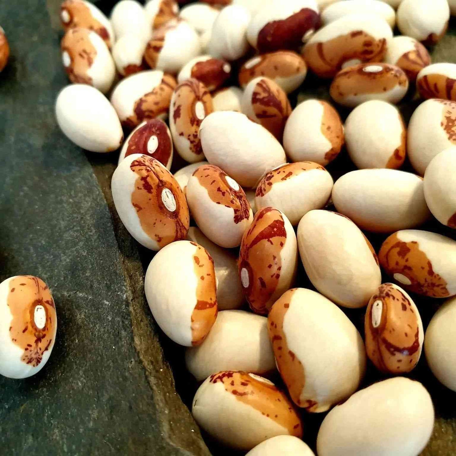 Wheat Bean Seeds - Bush - Hidatsa Shield Figure Beans Alliance Of Native Seedkeepers Vegetable Seeds