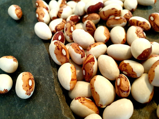 Bean Seeds - Hidatsa Shield - Alliance of Native Seedkeepers - Beans