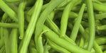 Bean Seeds - Jade Bush - Alliance of Native Seedkeepers - Beans