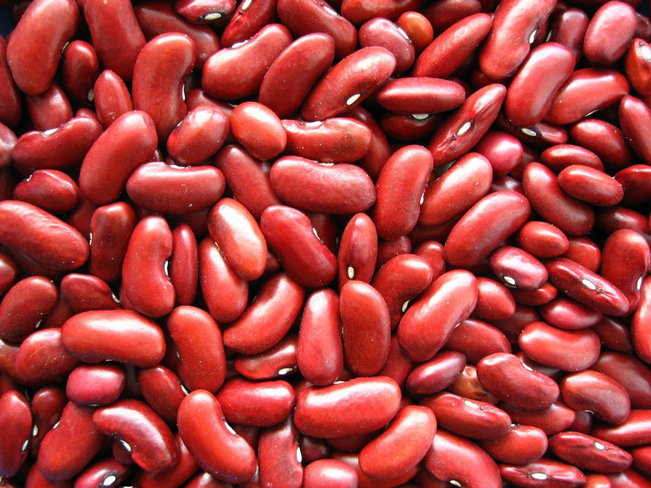 Bean Seeds - Light Red Kidney - Alliance of Native Seedkeepers - Beans
