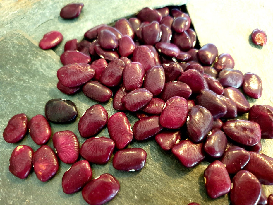 Bean Seeds - Lima - Worchester Indian Red - Alliance of Native Seedkeepers - Beans