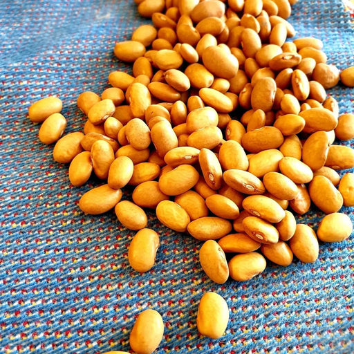 Bean Seeds - Nez Perce - Alliance of Native Seedkeepers - Beans