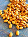 Bean Seeds - Nez Perce - Alliance of Native Seedkeepers - Beans