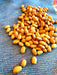 Bean Seeds - Nez Perce - Alliance of Native Seedkeepers - Beans