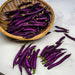Bean Seeds - Pole - Blauhilde - Alliance of Native Seedkeepers -