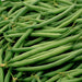 Bean Seeds - Pole - Blue Lake FM1K - Alliance of Native Seedkeepers -