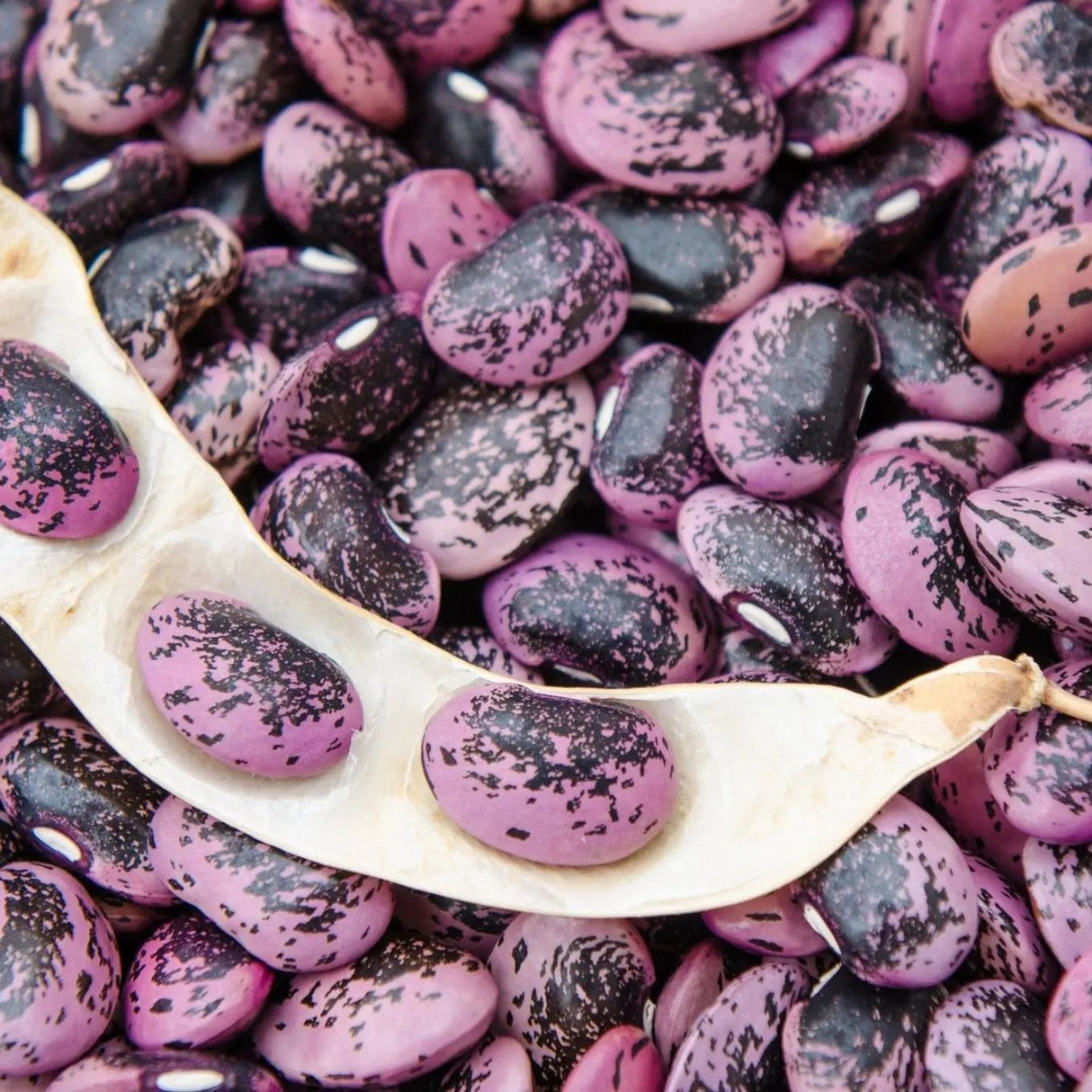Bean Seeds - Pole - Runner - Bear Paw Runner - Alliance of Native Seedkeepers - Vegetable Seeds