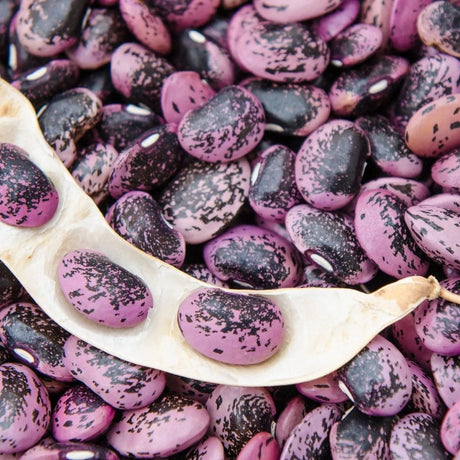 Bean Seeds - Pole - Runner - Bear Paw Runner - Alliance of Native Seedkeepers - Vegetable Seeds