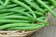 Bean Seeds - Provider Bush Beans - Alliance of Native Seedkeepers - Beans