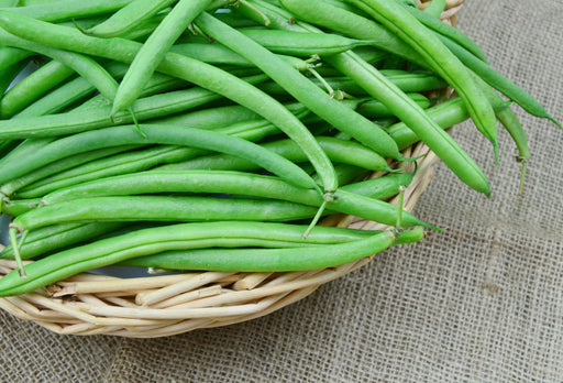 Bean Seeds - Provider Bush Beans - Alliance of Native Seedkeepers - Beans