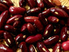 Bean Seeds - Provider Bush Beans - Alliance of Native Seedkeepers - Beans