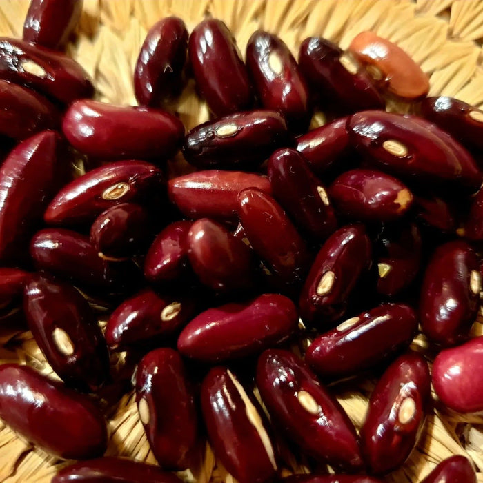 Bean Seeds - Provider Bush Beans - Alliance of Native Seedkeepers - Beans