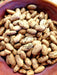 Bean Seeds - Rattlesnake - Alliance of Native Seedkeepers - Beans