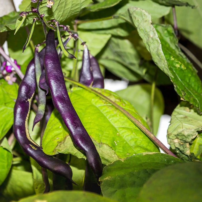 Bean Seeds - Royalty Purple Pod - Alliance of Native Seedkeepers - Beans