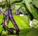 Bean Seeds - Royalty Purple Pod - Alliance of Native Seedkeepers - Beans