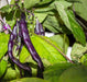 Bean Seeds - Royalty Purple Pod - Alliance of Native Seedkeepers - Beans