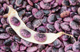 Bean Seeds - Runner - Bear Paw - Alliance of Native Seedkeepers - Beans