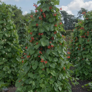 Bean Seeds - Runner - Bear Paw - Alliance of Native Seedkeepers - Beans