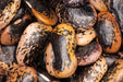 Bean Seeds - Runner - Painted Lady - Alliance of Native Seedkeepers - Beans